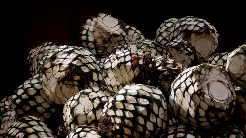 Auténticos Agaves Mexicanos - Mamazzita Los Cabos
