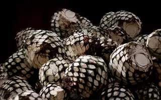 Auténticos Agaves Mexicanos - Mamazzita Los Cabos